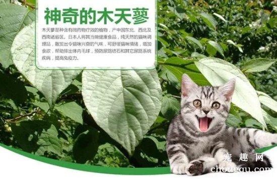 木天蓼对猫有什么作用？木天蓼对猫咪的害处？