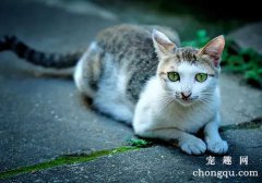 <b>刚抱回来的猫猫怎么养？</b>