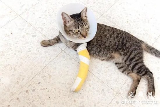 猫咪骨折了要怎么办 以整复固定功能恢复为原则