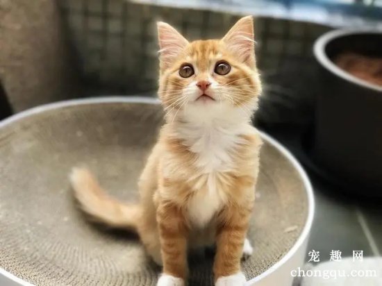 四种脾气超级好的猫咪，个个都很温顺