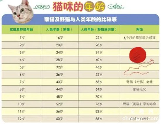 猫的平均寿命是多少？猫的年龄相当于人类多少岁？