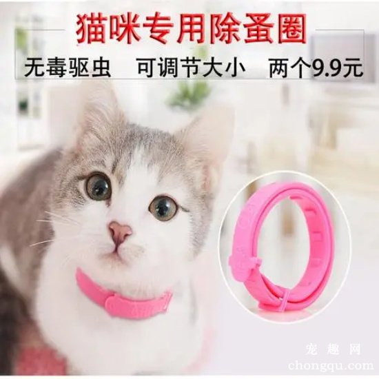 猫咪除蚤项圈好用吗 猫咪除蚤项圈作用介绍