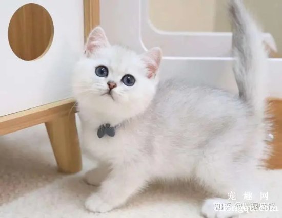 银渐层猫贵贱看尾巴是什么意思？