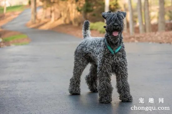 凯利蓝梗属于什么犬