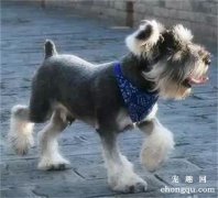 <b>犬轮状病毒感染</b>