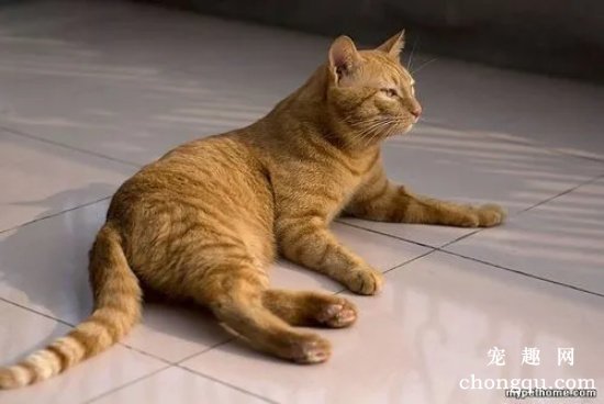 为什么不能养黄猫 黄猫没人养的四大原因