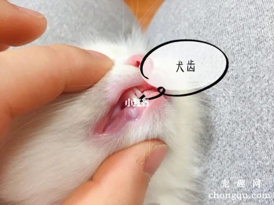 小猫什么时候长牙?