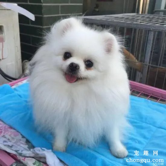 博美犬厌食严重怎么办？