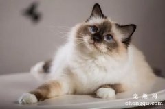 猫咪肉垫长了猫廯怎么办？猫咪得脚癣的原因