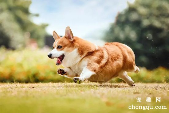 你对柯基犬的性格气质了解多少