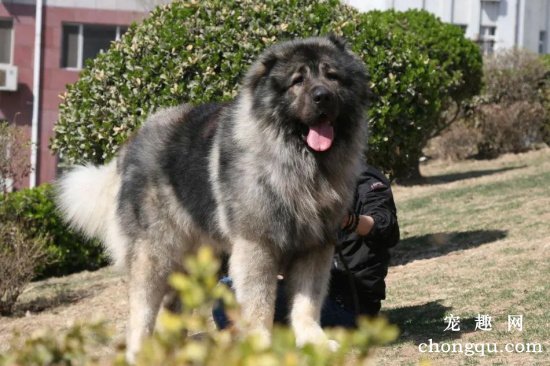 高加索犬价格