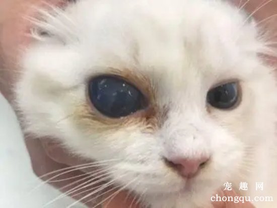 猫咪白内障的病因及症状