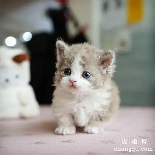 猫咪生病的表现？观察猫咪是否健康的方法