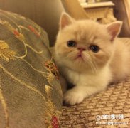 猫咪心肌炎的病因及症状？猫心肌炎的急救及治疗方法