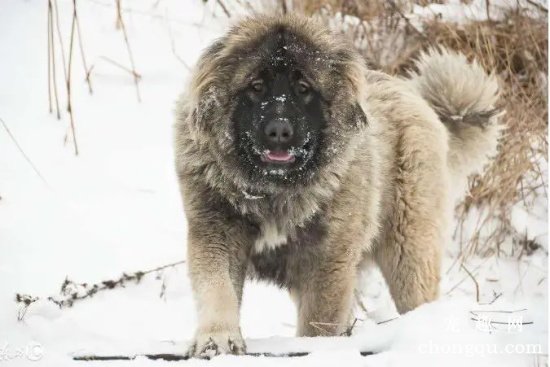 高加索犬能看家吗？