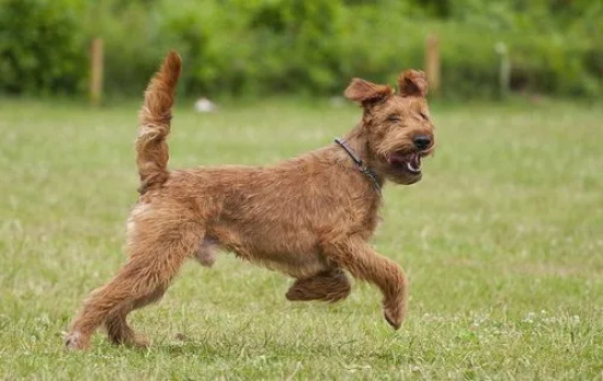 爱尔兰梗犬养护的五大要领