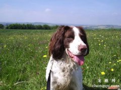 给英国史宾格犬断尾的原因