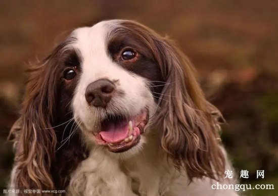 如何改正史宾格犬的异食行为？