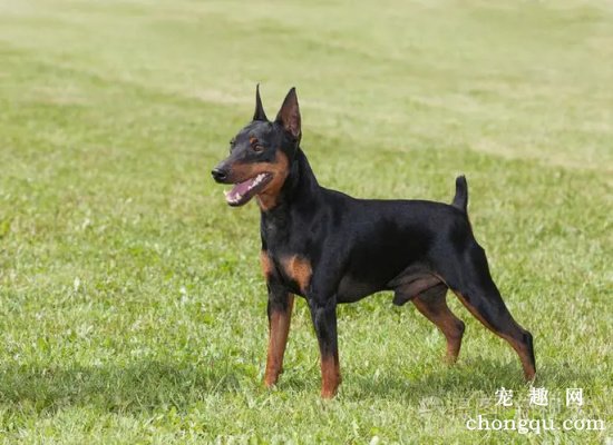 标准的迷你杜宾犬是怎么样的？