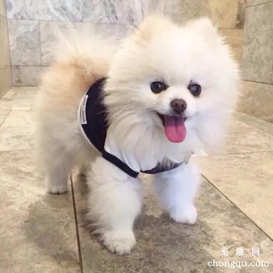 三个月大的博美犬怎么养？