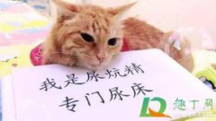 <b>宠物猫有细菌传染吗？</b>