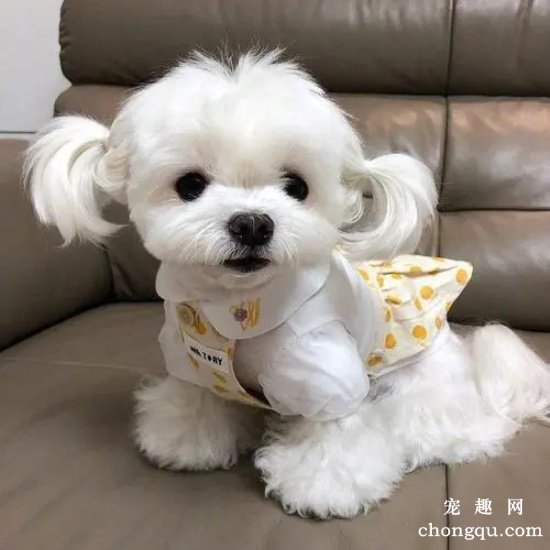 马尔济斯犬口臭怎么办?