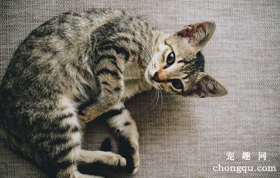 宠物猫尿崩症的症状及诊断方法