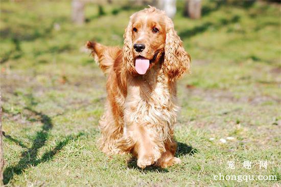 可卡犬怀孕如何护理?