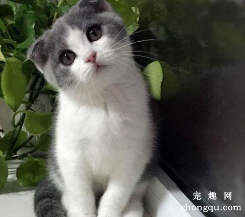 猫咪拉肚子还吐了怎么回事？