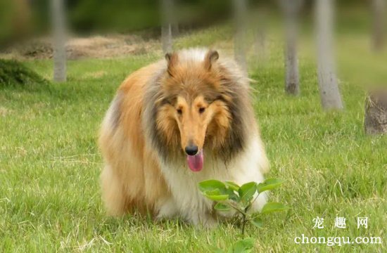 苏格兰牧羊犬怎么减肥？