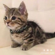 猫咪身上的花斑怎么产生的？