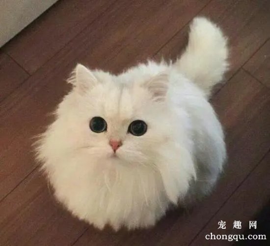 哪些药物不要随便给猫咪使用？