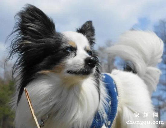 怎么给蝴蝶犬剪指甲？