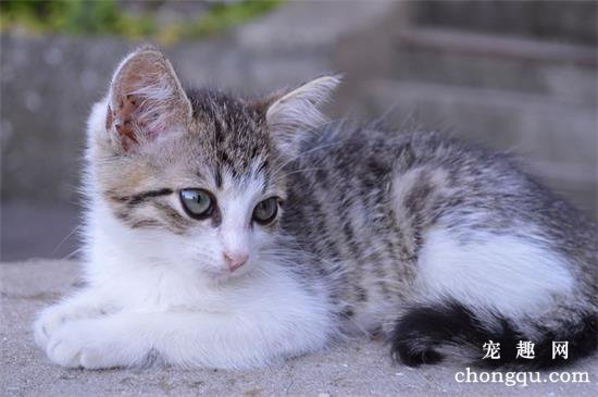 宠物猫拉稀不吃饭怎么办？