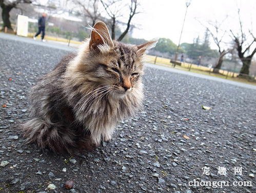 如何正确使用宠物猫除跳蚤颈圈？