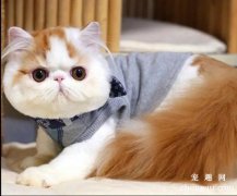 猫咪害怕时有什么表现形式?