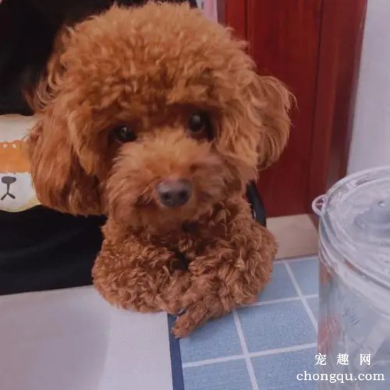 迷你贵宾犬消化不良怎么办?