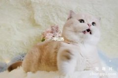 猫咪常见的镇痛药有哪些？