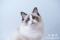 <b>宠物猫受伤后怎么办？猫咪常见伤口的处理方法</b>