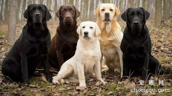 拉布拉多犬瘟热的防治