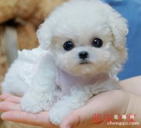 比熊犬厌食怎么办?