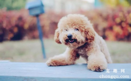 贵宾犬怎么打疫苗