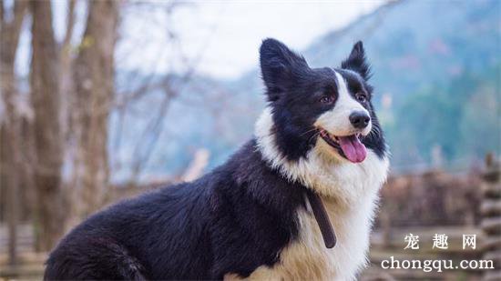 边境牧羊犬能活多久