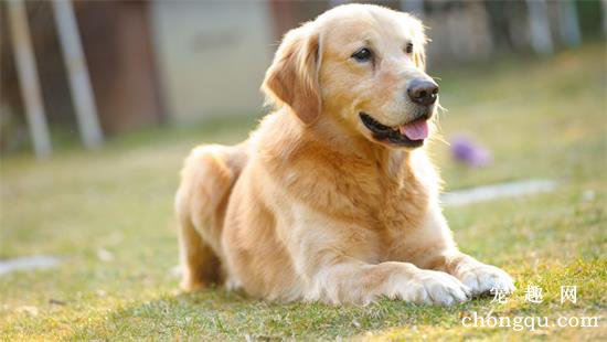 如何在公寓里养金毛犬