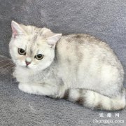 <b>如何照顾生病中的猫咪？</b>