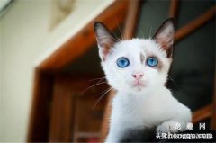 如何给猫咪按摩呢？给猫咪按摩又有什么好处呢？