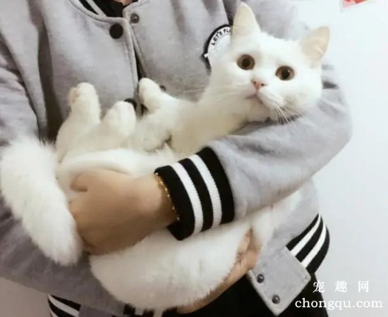 猫咪为什么不喜欢别人抱？正确抱猫咪的方法