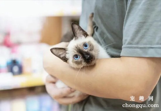 猫咪为什么不喜欢别人抱？正确抱猫咪的方法