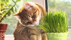 <b>为什么要给猫吃猫草？猫草与猫薄荷的区别</b>