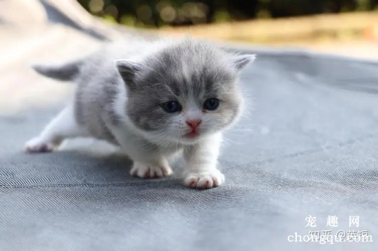 宠物猫吃酸化食品对猫咪有什么好处